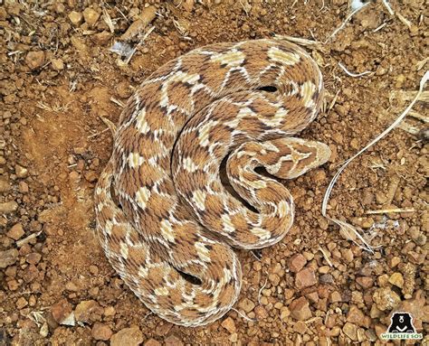 The Venomous Viper: A Tale of Deception and Unexpected Justice from 6th Century Nigeria!